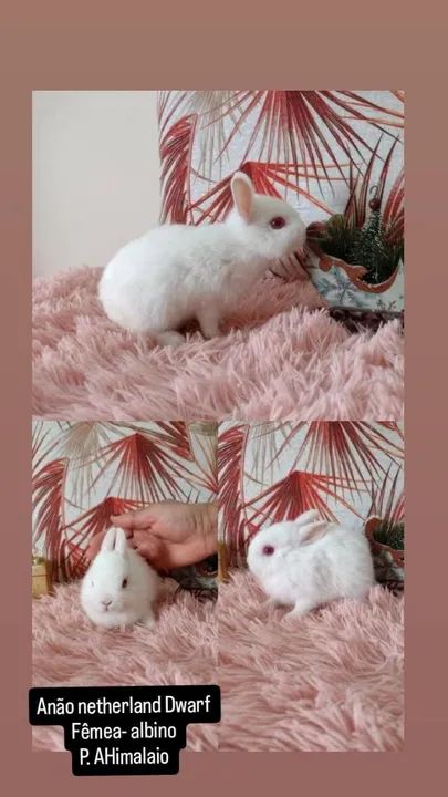 coelhinho Anão Netherland Dwarf- menor coelho do mund - Foto 4