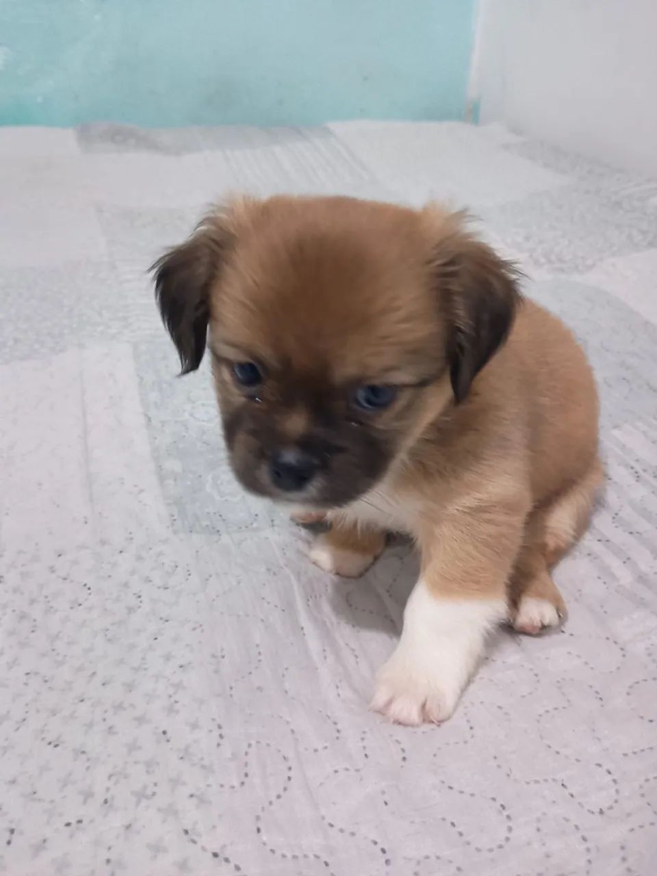 Filhote de cachorro