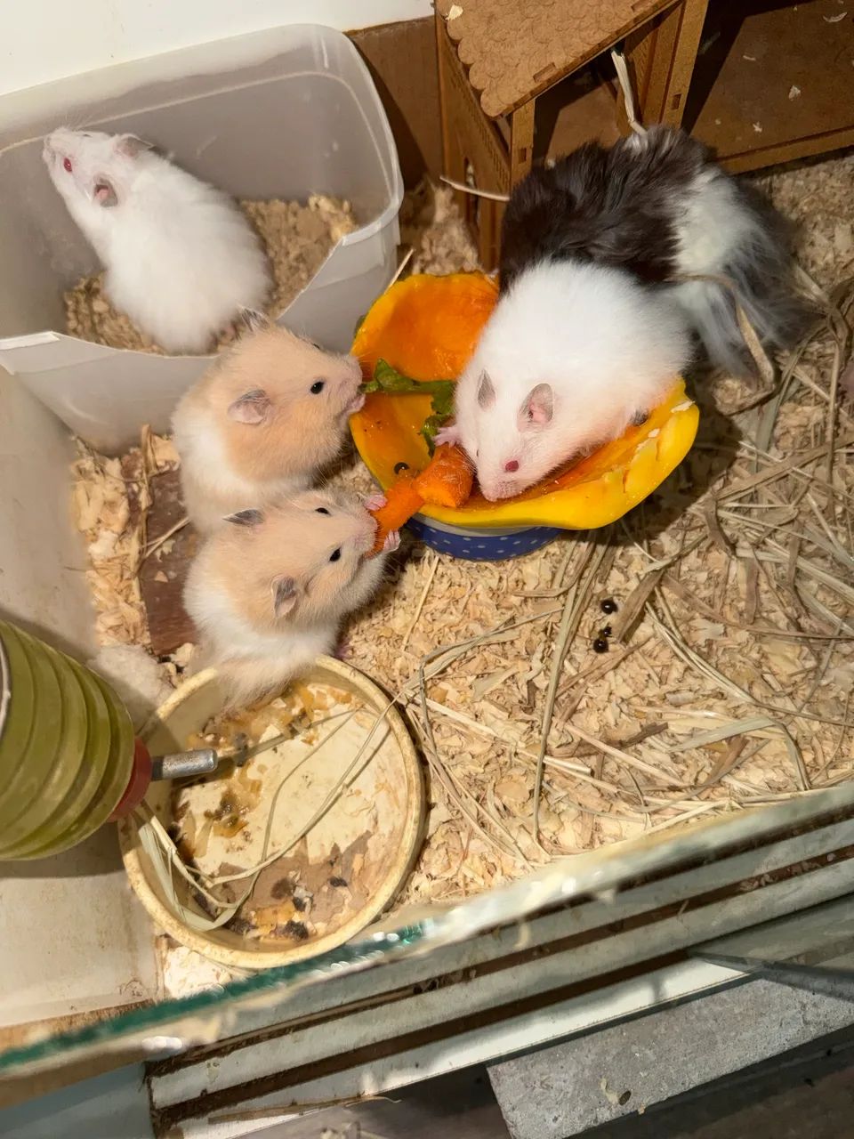 Filhotes de hamster angoras  - Foto 4