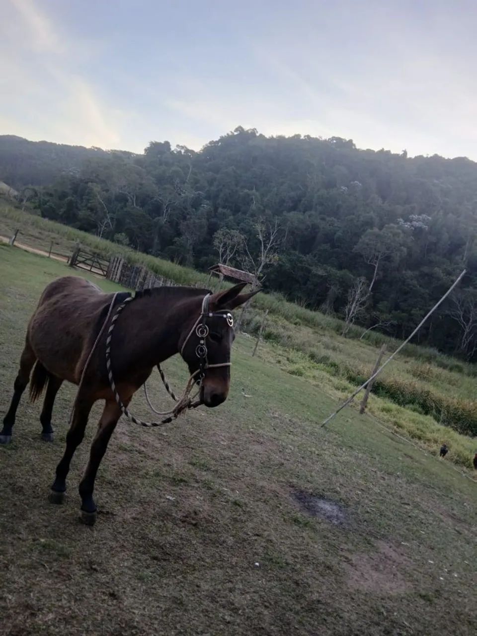 Burro a venda  - Foto 5