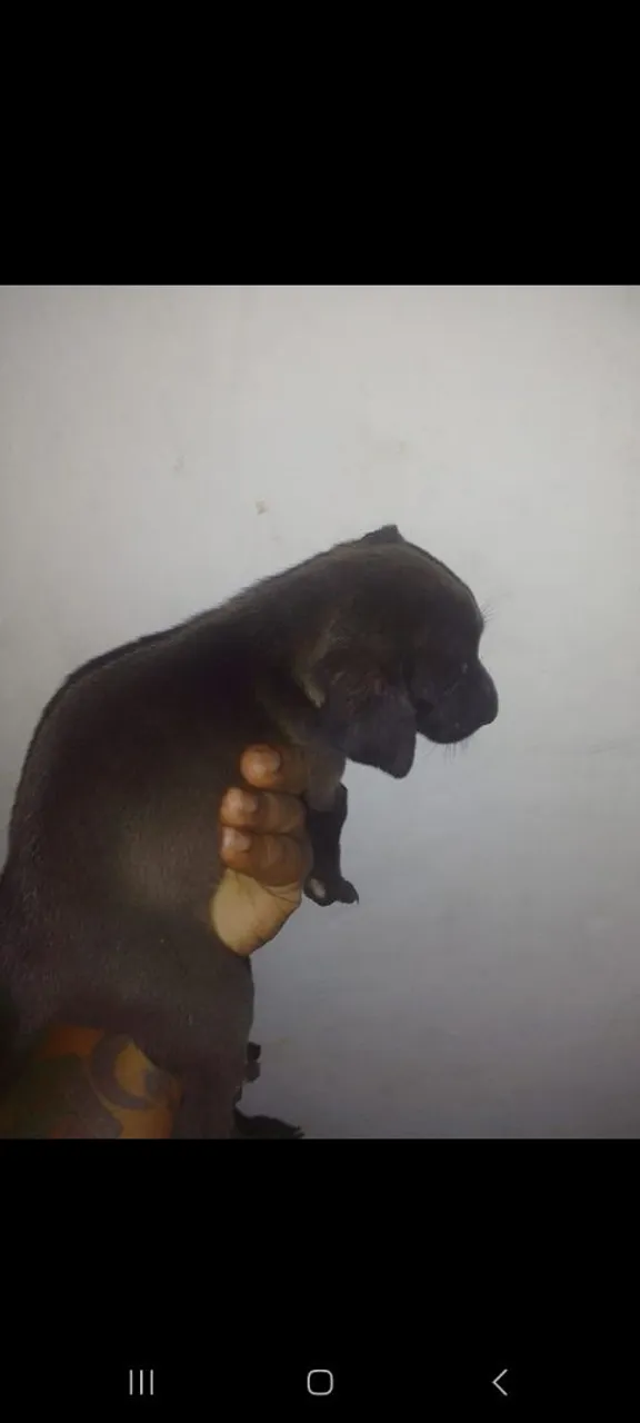 Cachorros para adoção