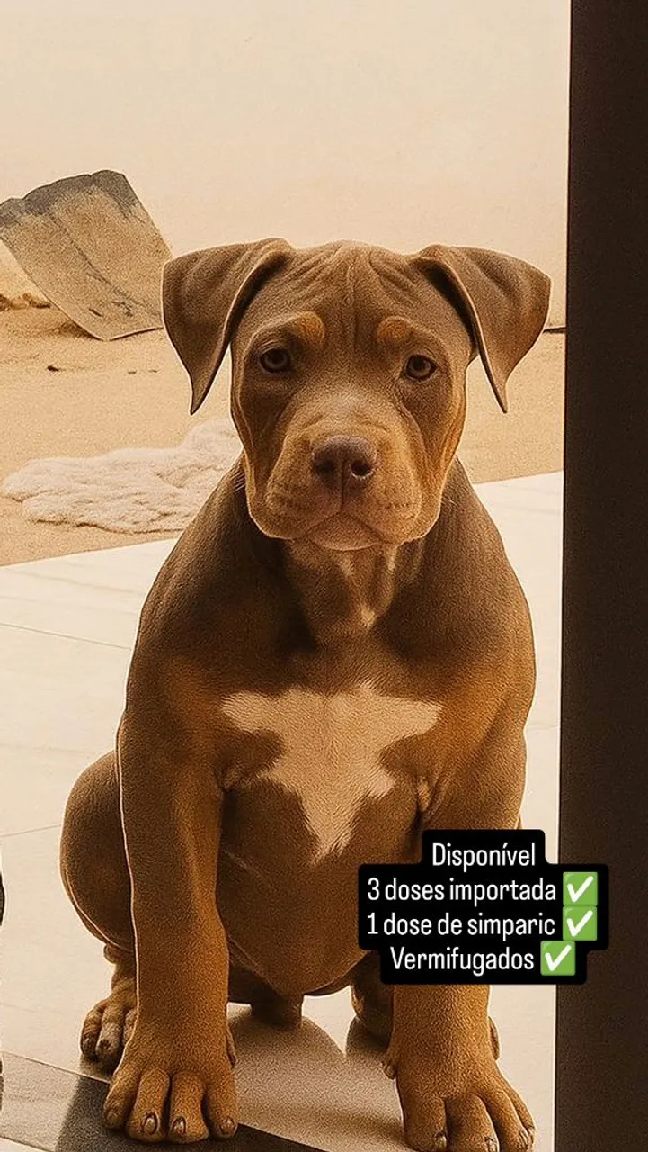 Filhote de Pitmonster disponível