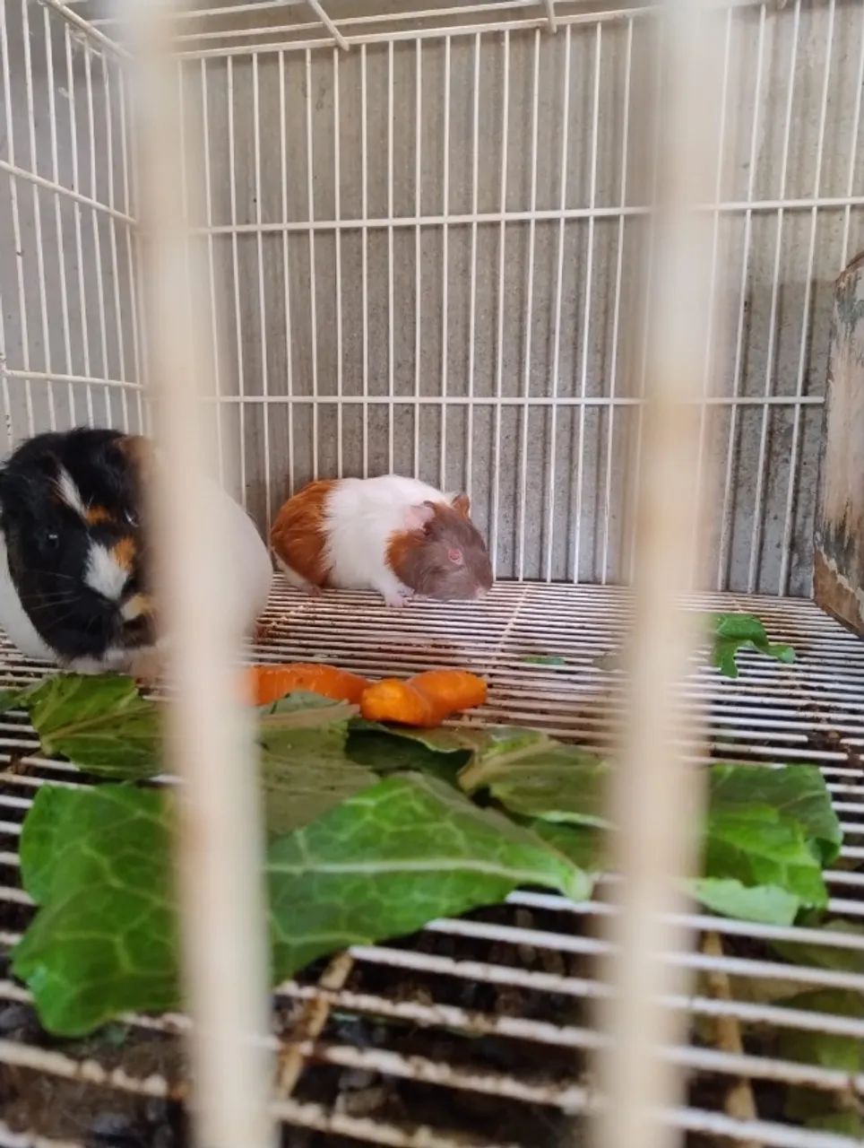 Porquinho da Índia  - Foto 2