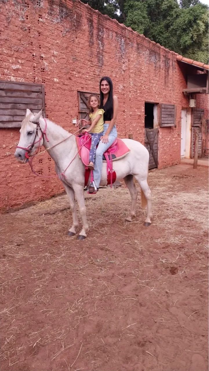 Égua mangalarga branca 