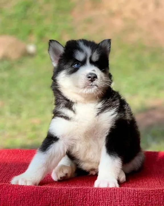 Husky Siberiano Filhotes de mais alto padrão da raça