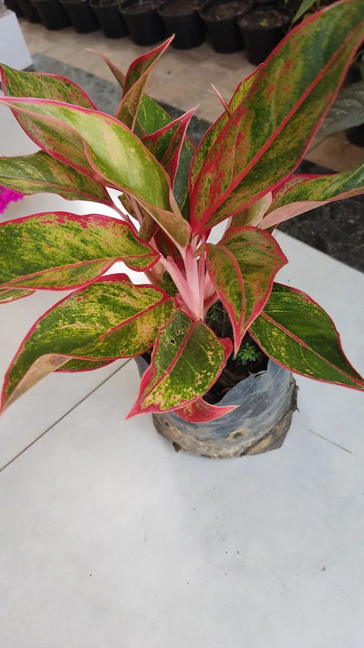 Mudas de plantas ornamentais e outras  - Foto 6