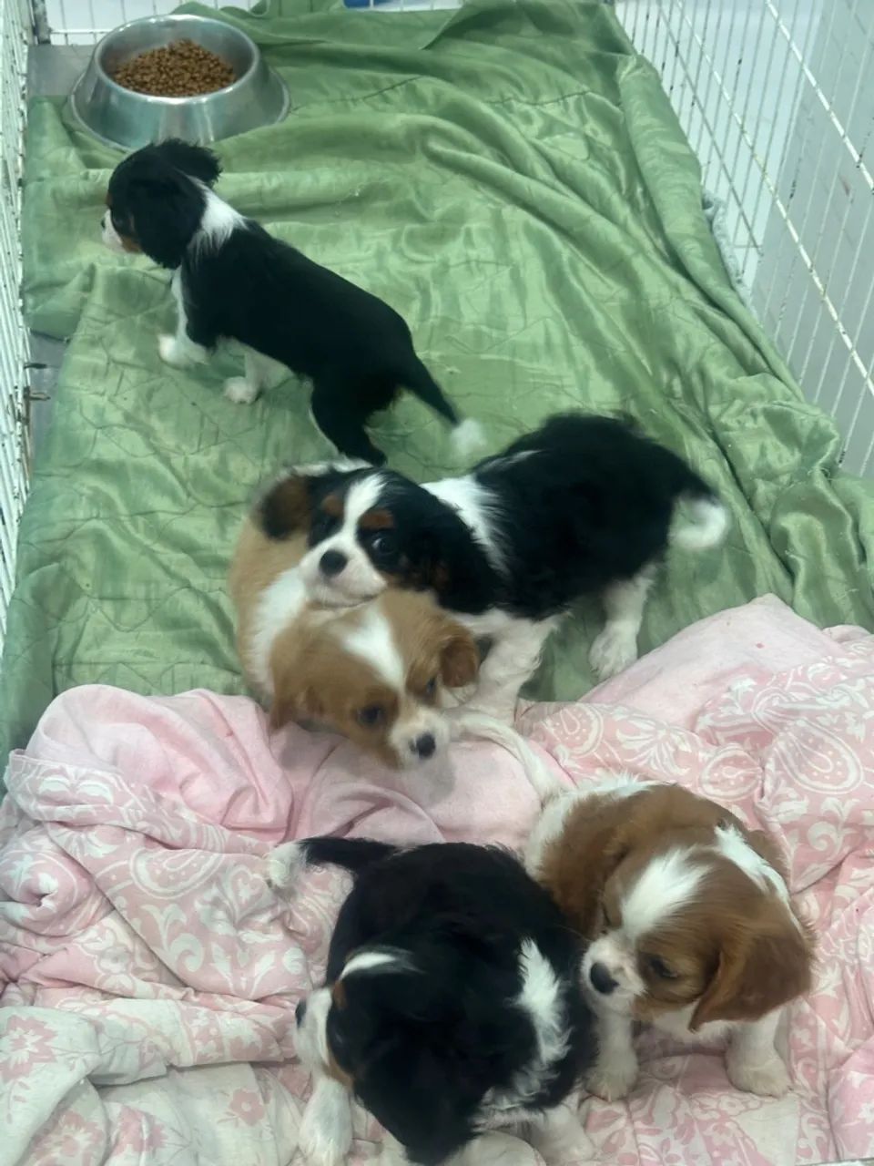 Cavalier King Charles Spaniel - Foto 4