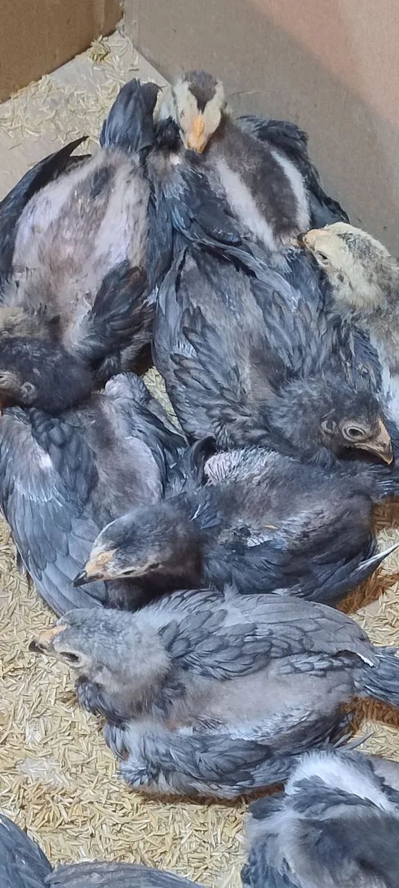 Pintos Mura" com 45 dias lote com 10 valor r$300 unitário r$50 - Foto 4