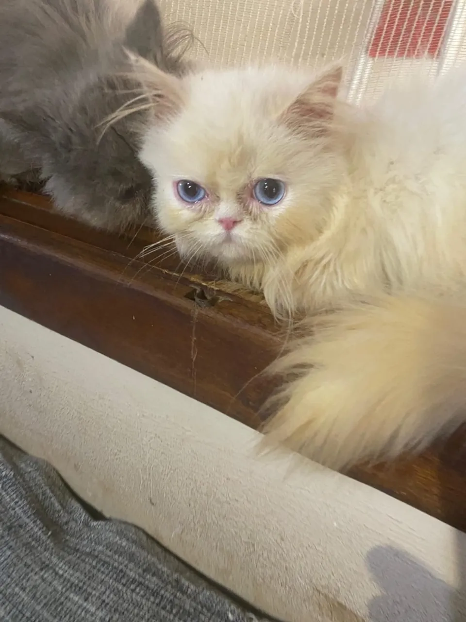 Gato persa (OLHOS AZUIS MACHO)