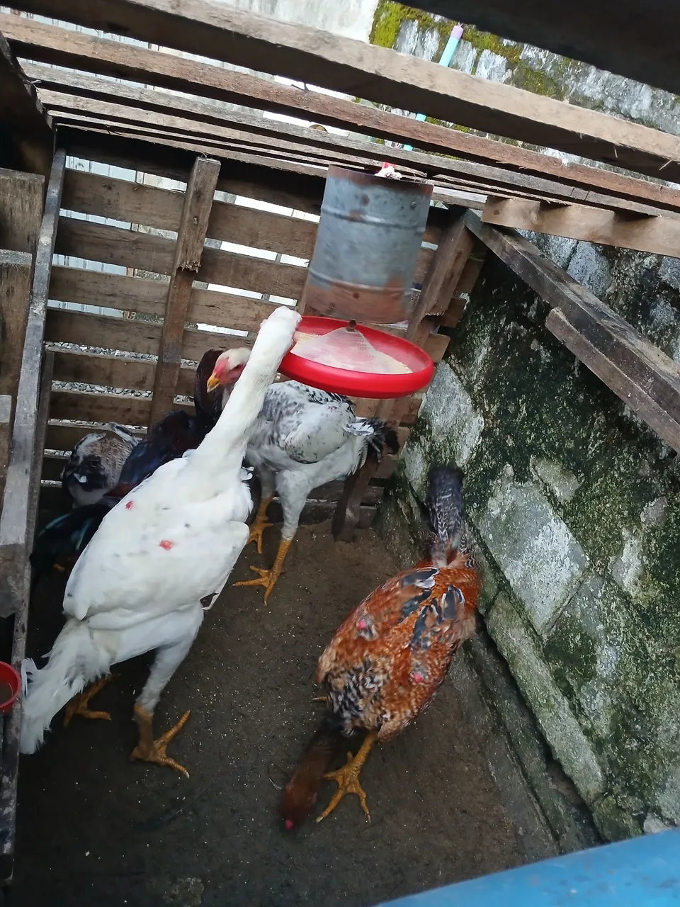 Frangos índio gigante 500 cada a escolher