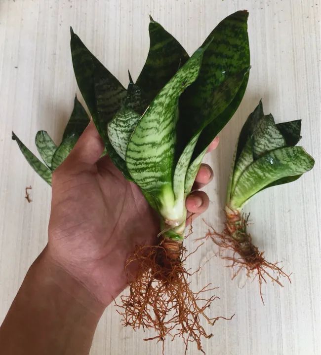 Muda de Espada de São Jorge Mini