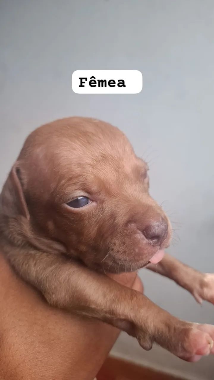 Filhote Pitbull puro - Foto 5