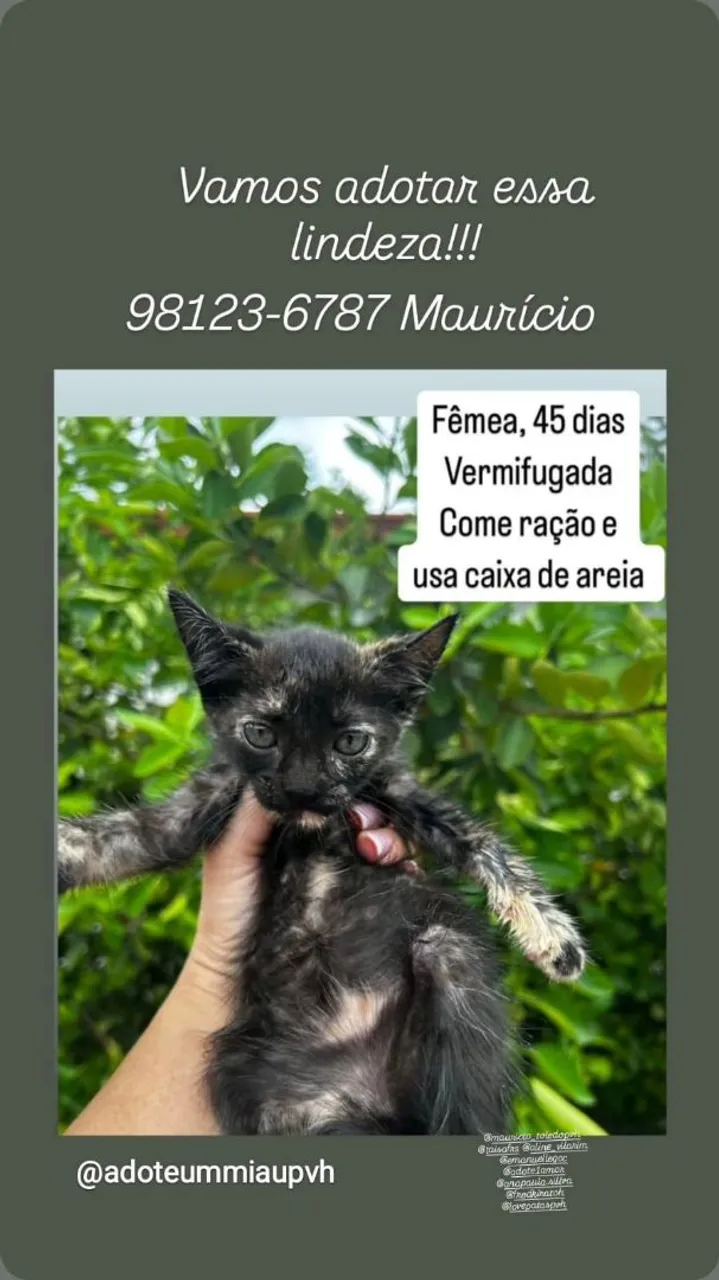 Gatinha disponível para adoção