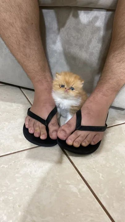 FILHOTE DE GATO PERSA