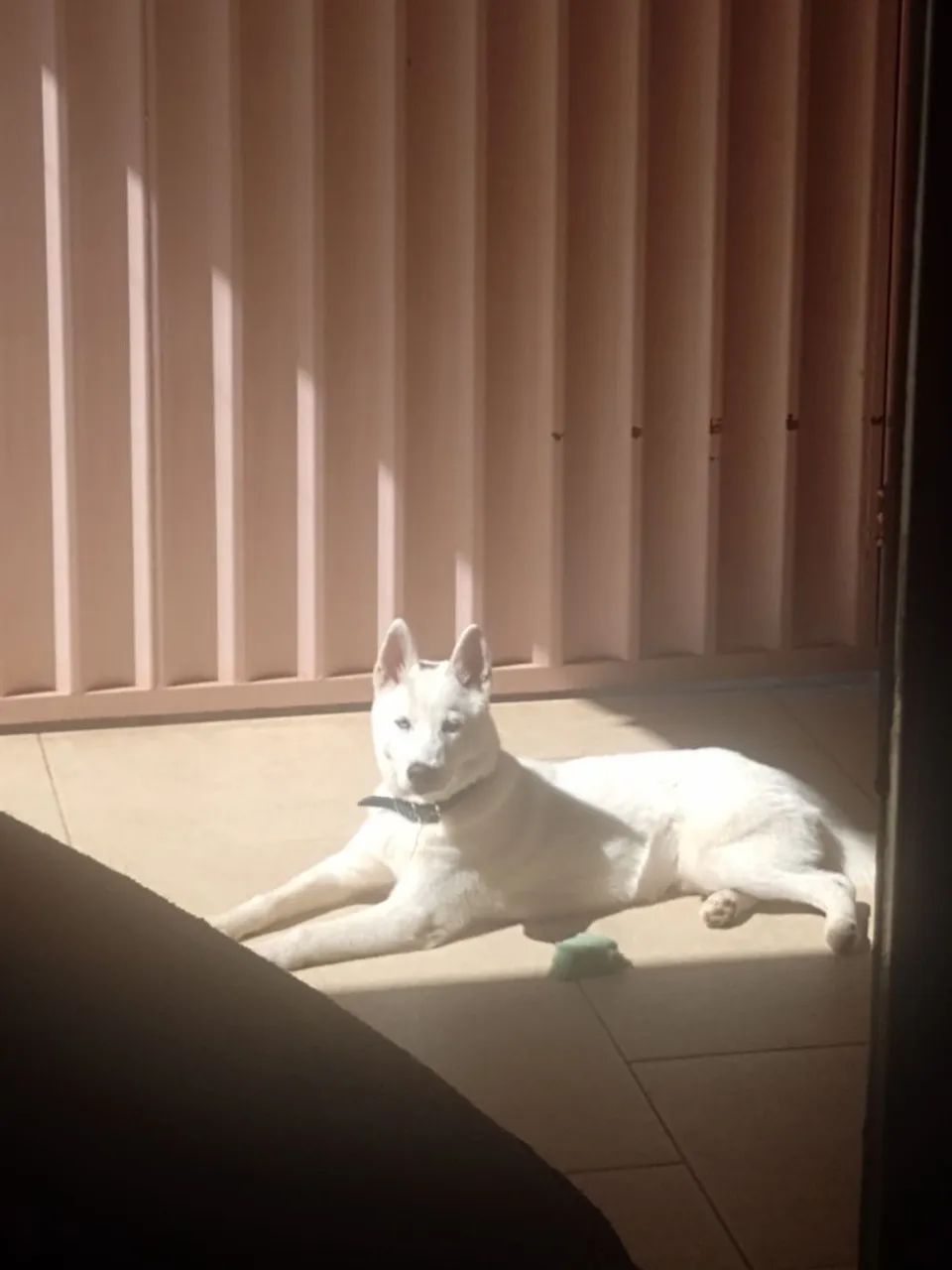Husky Siberiano Branco - Filhote Disponível - Foto 2