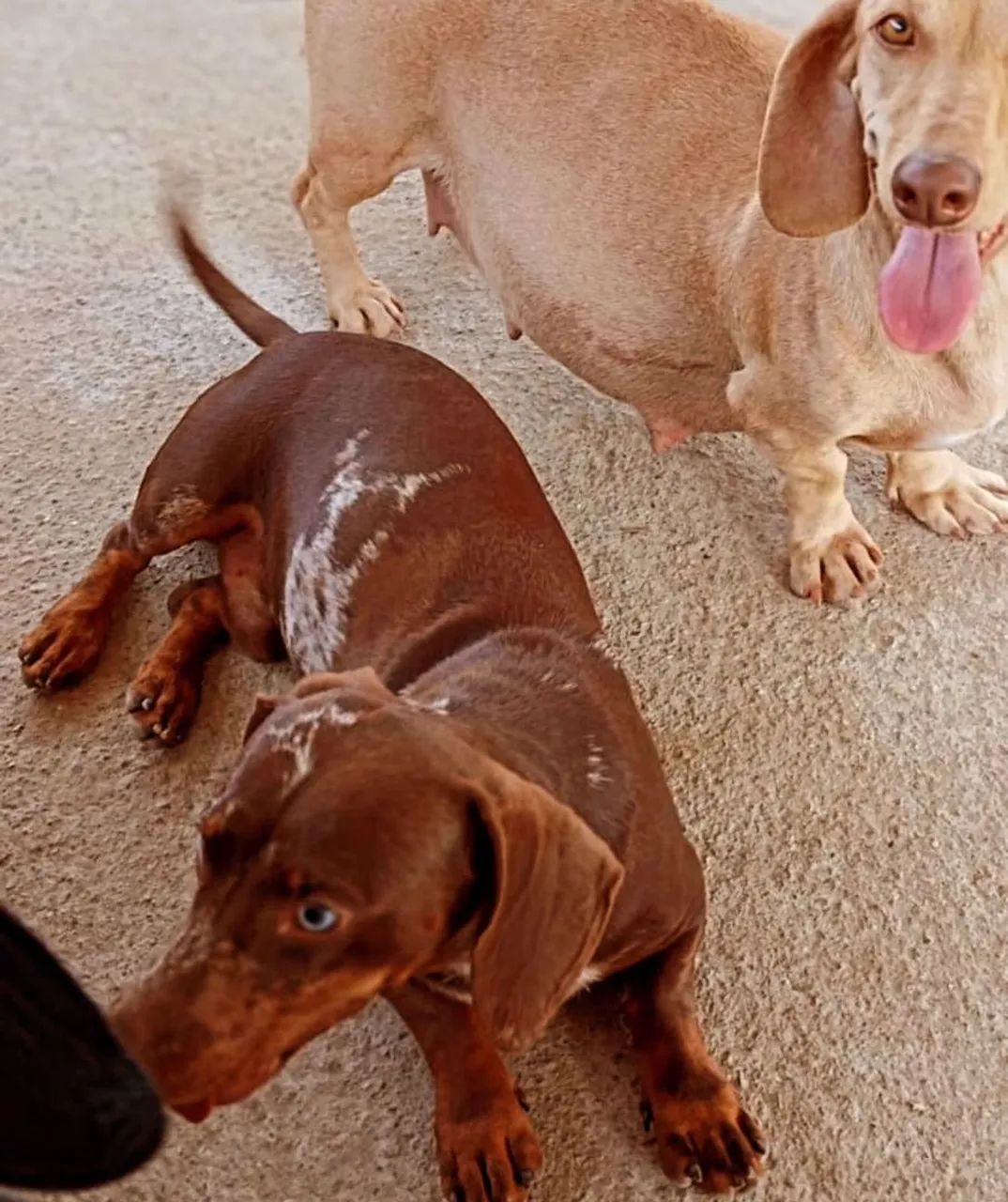 Basset dachshund machos e femeas pelo curto  - Foto 3