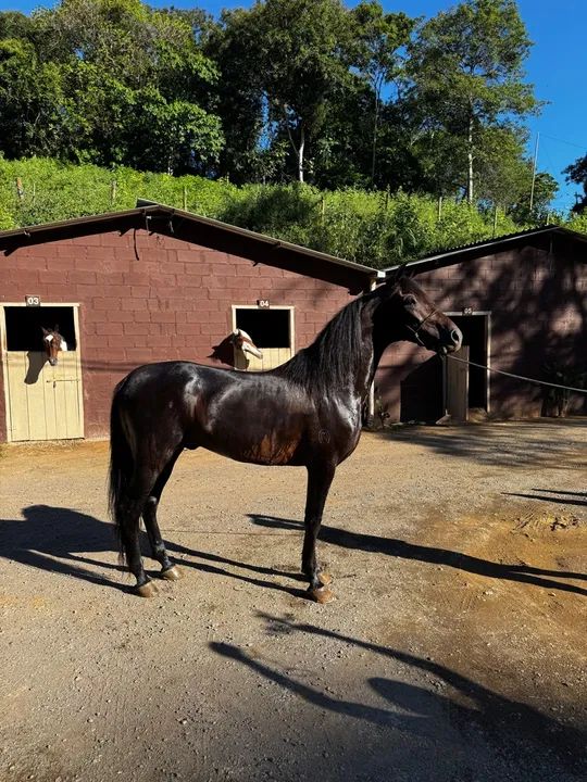 Cavalo mangalarga - Foto 4