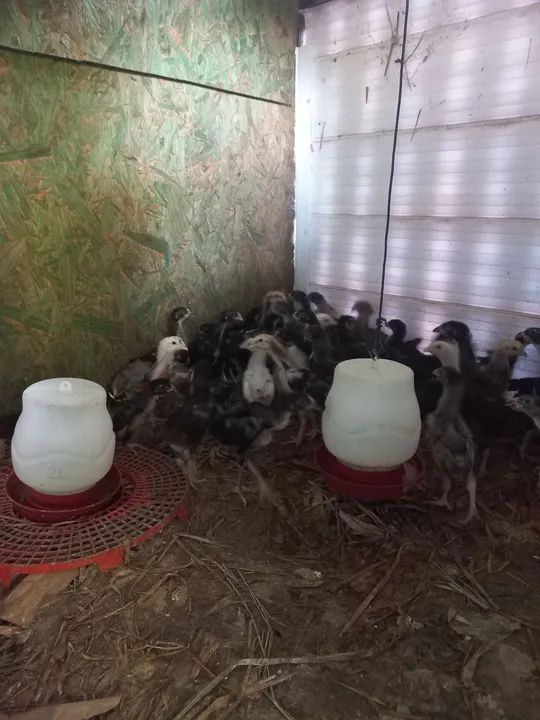 Pintos caipira - Foto 2