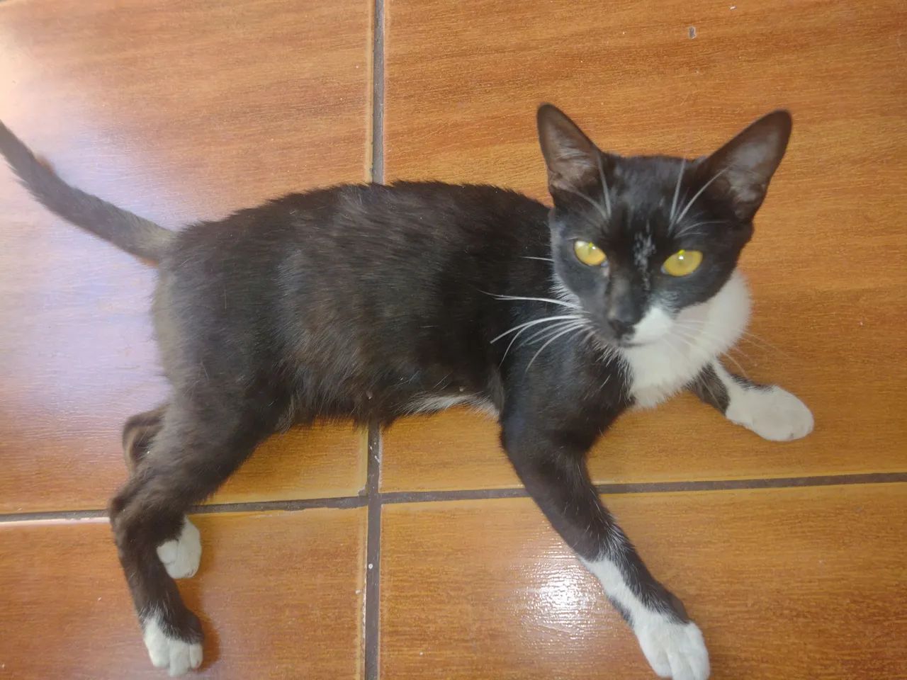 Linda Gata frajola prenha - Foto 4