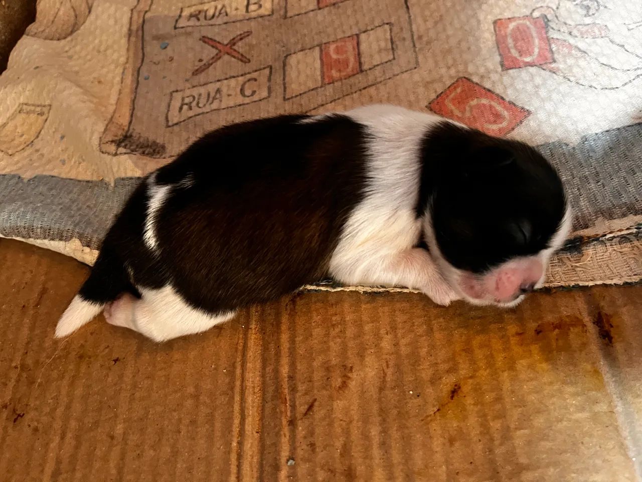 FILHOTES SHIH TZU MACHOS - Prontos para Novo Lar! - Foto 5