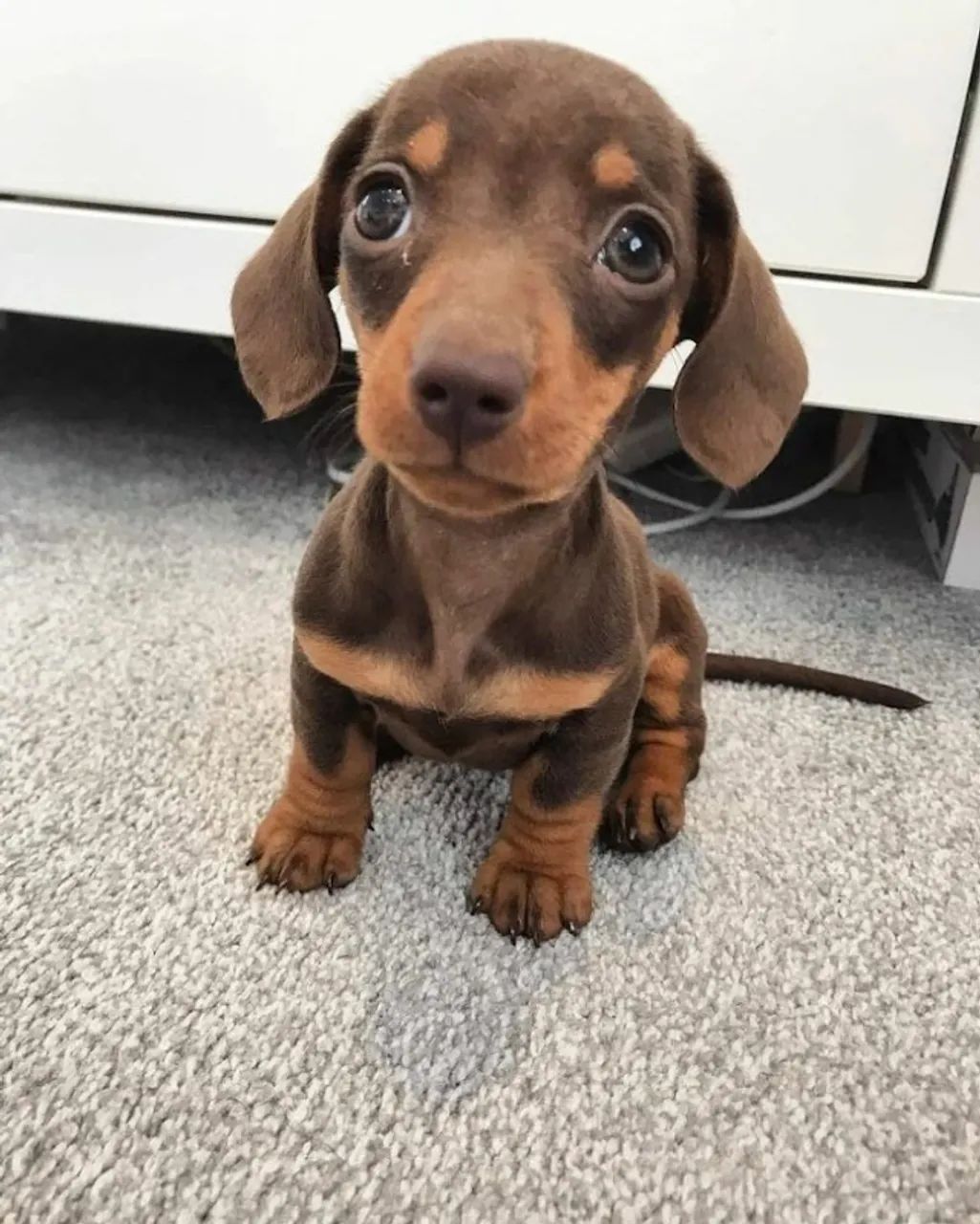 Filhotes Teckel Mini - Para Quem Ama Cães Inteligentes e Fofos!