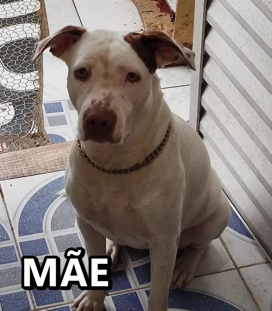 OPORTUNIDADE VENDO PITBULL FÊMEA - Foto 3