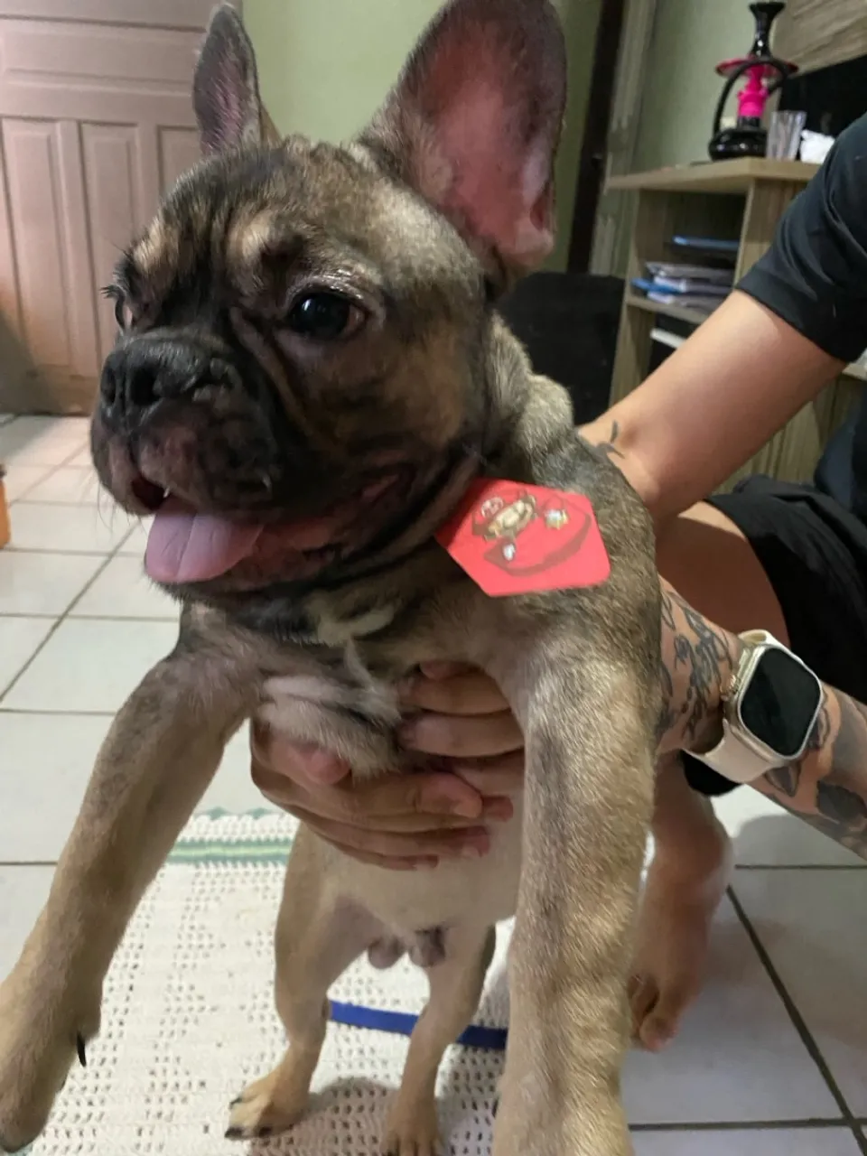 Filhote de Bulldog Francês Macho