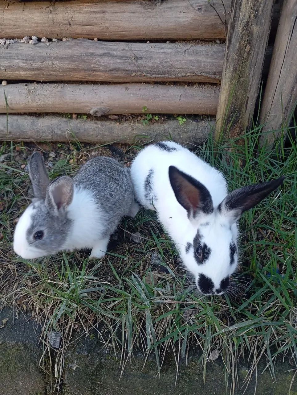 Casal de Coelho Teddy dwerg, fêmea mini coelho Netherland e casal de coelho comum - Foto 6