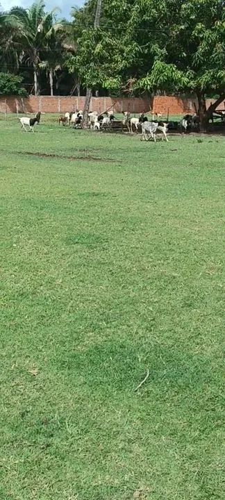 Vendo Carneiros e Ovelhas Dorper. - Foto 2