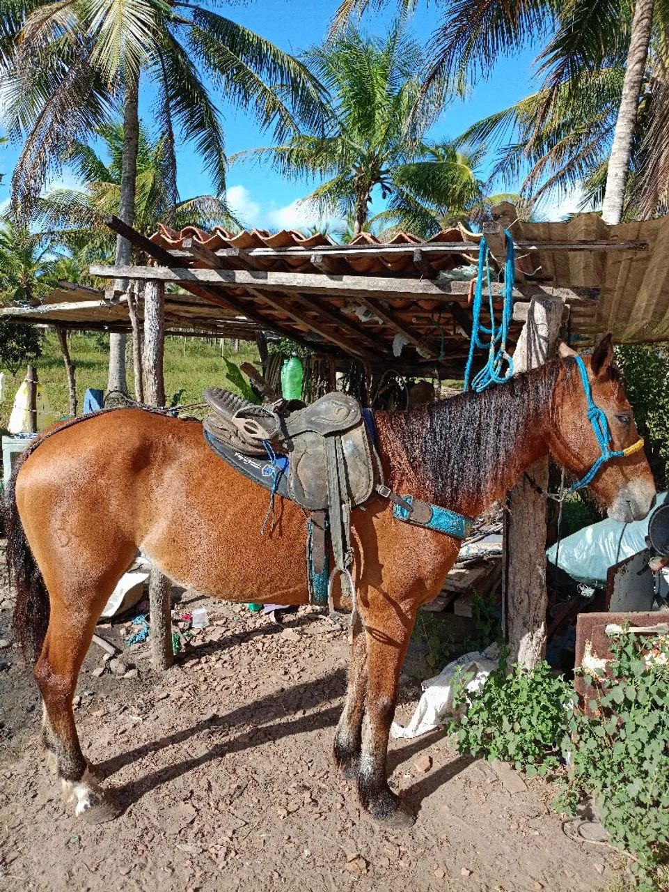 Potra dócil mestiça de quarto de milha  - Foto 3