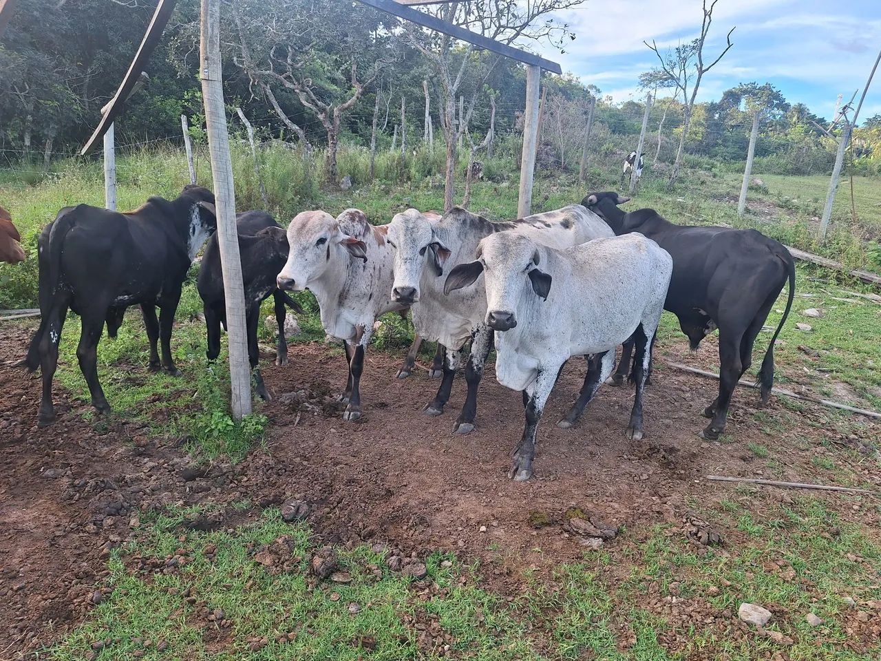 Vende-se um lote de gado urgente - Foto 3