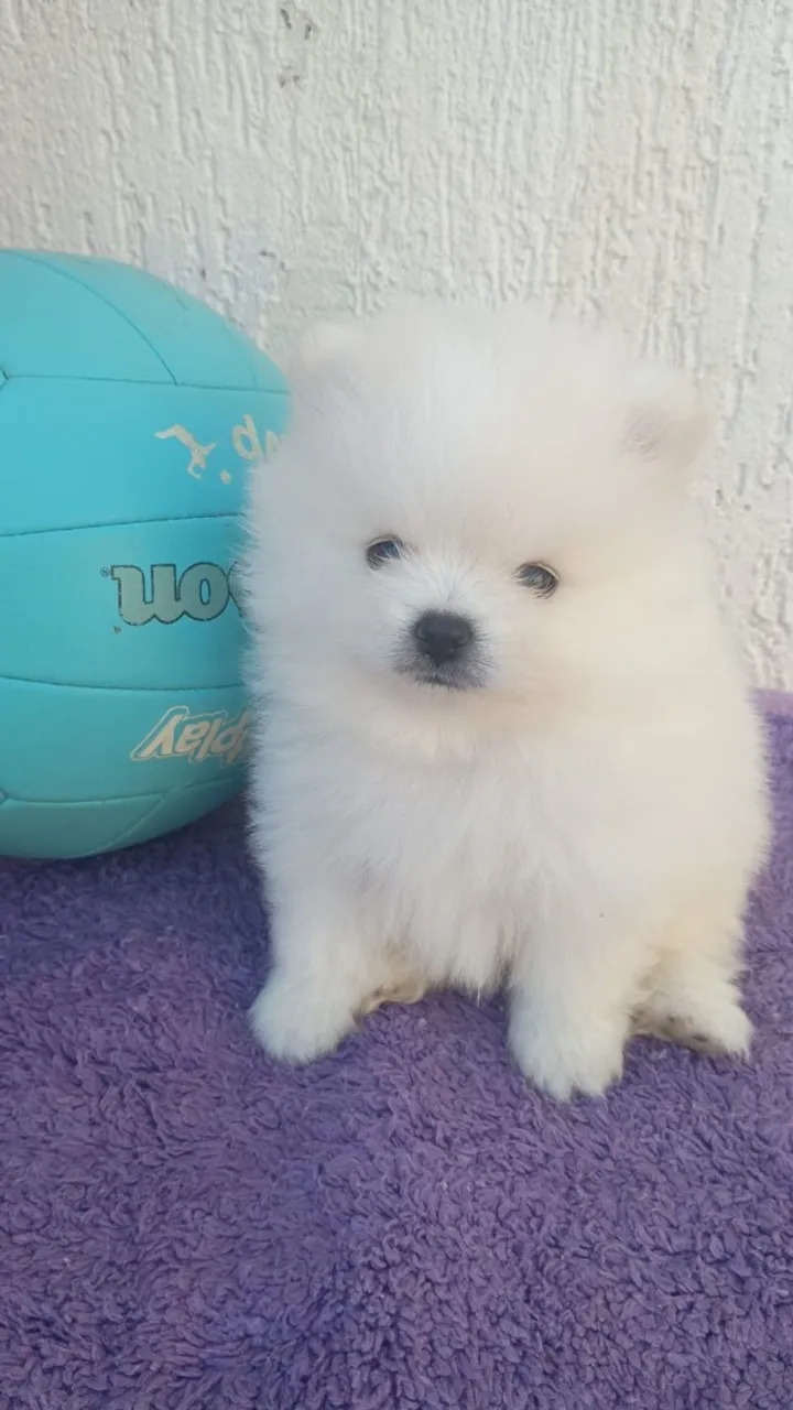 Spitz alemão