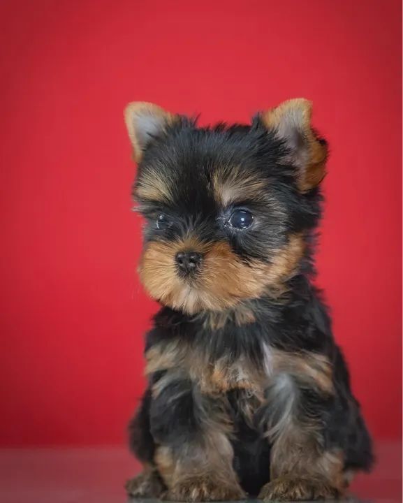 Yorkshire Terrier Micro Filhotes muito inteligente  - Foto 3