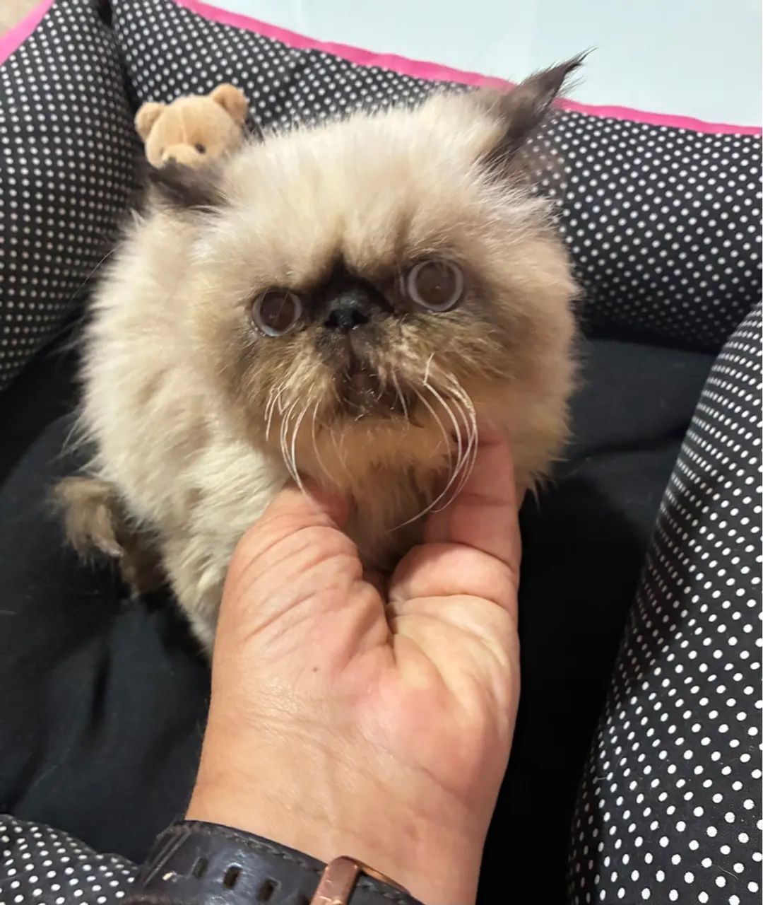 Gato persa padrão Show - 1.500