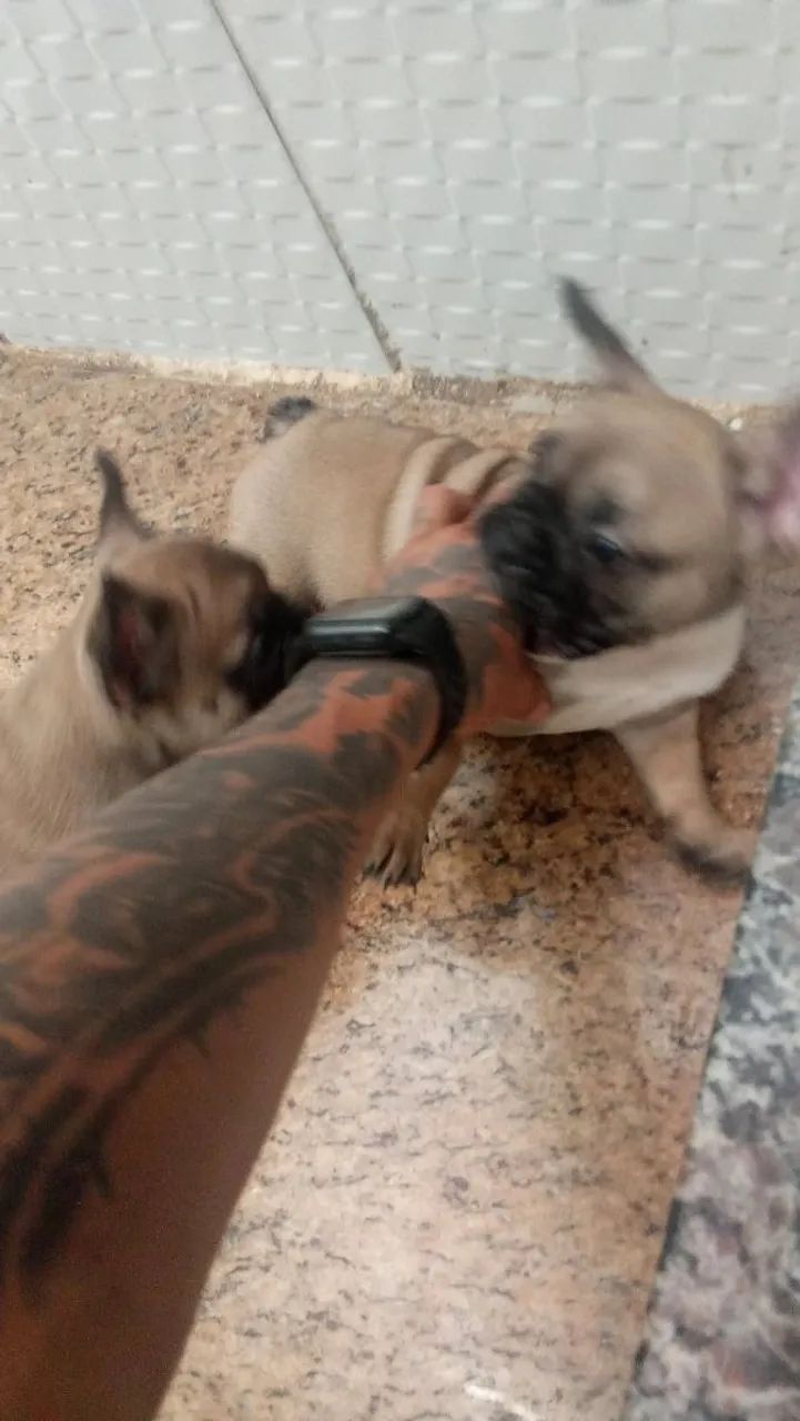 Bulldog francês - Foto 5