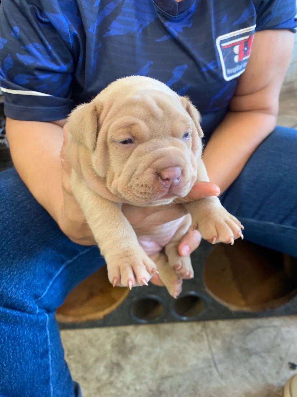 American bull legitimo  - Foto 4