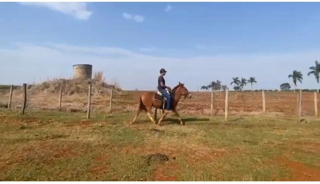 Venda mula 3 ano e meio ? - Foto 2