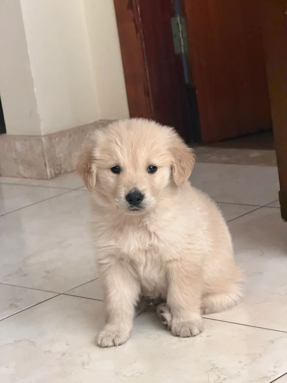Golden retriever  - Foto 2