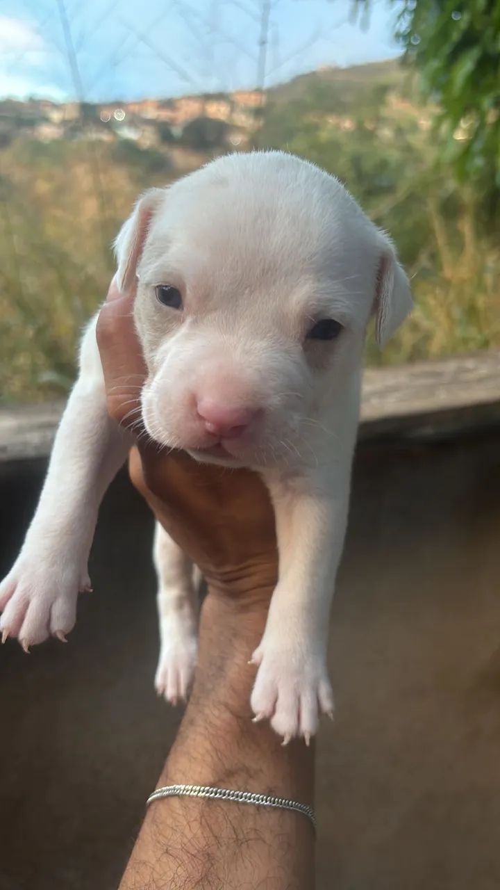 Filhote de Pitbull Merle - Foto 3