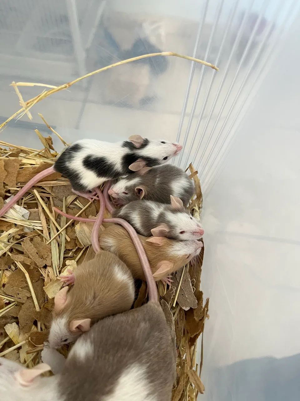 Ratos Topolinos