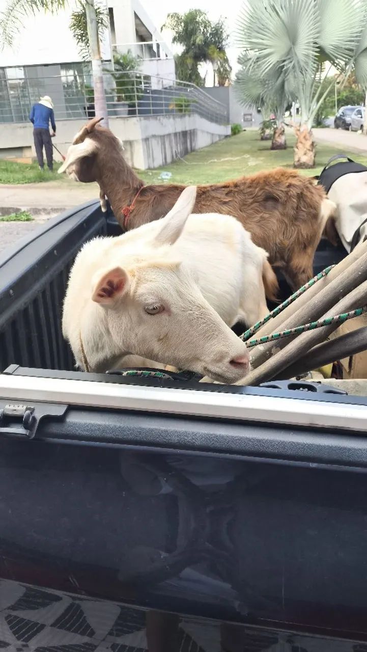 Vendo cabrita