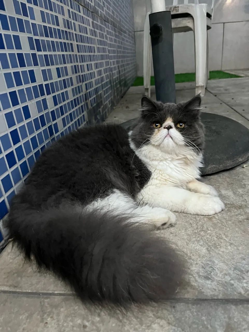Gato persa macho  - Foto 4