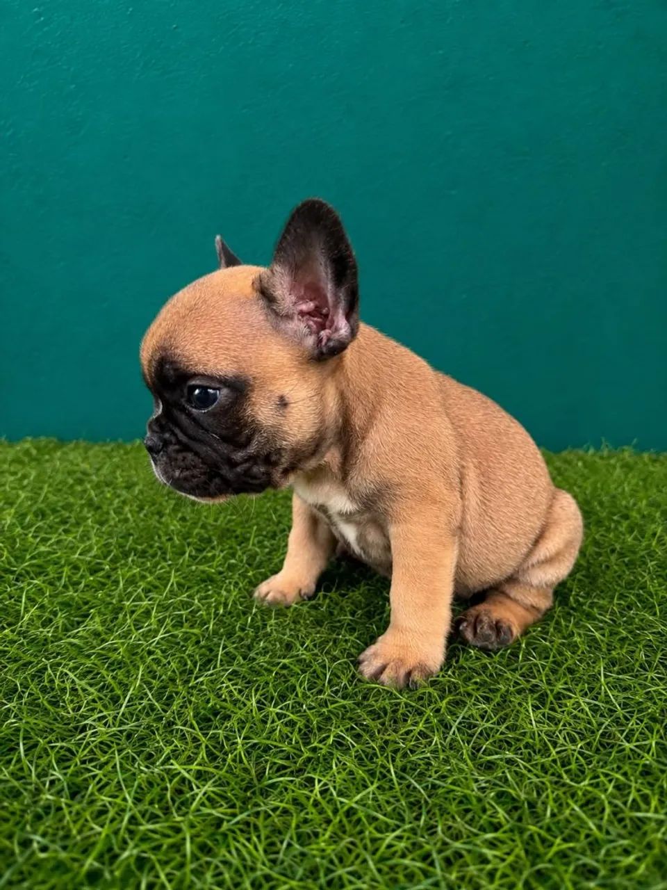 Bulldog francês  - Foto 2