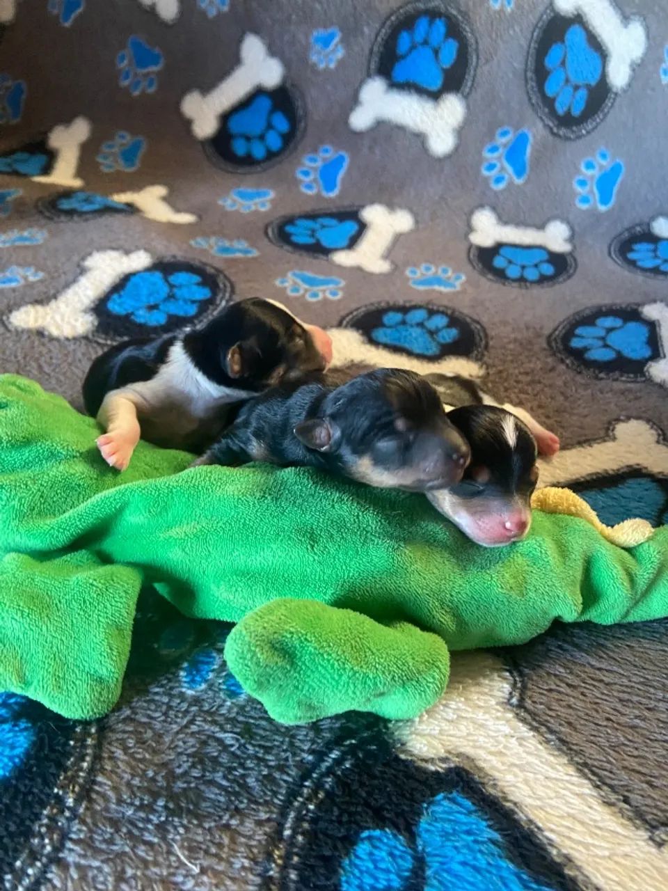 Filhote Pinscher  - Foto 3