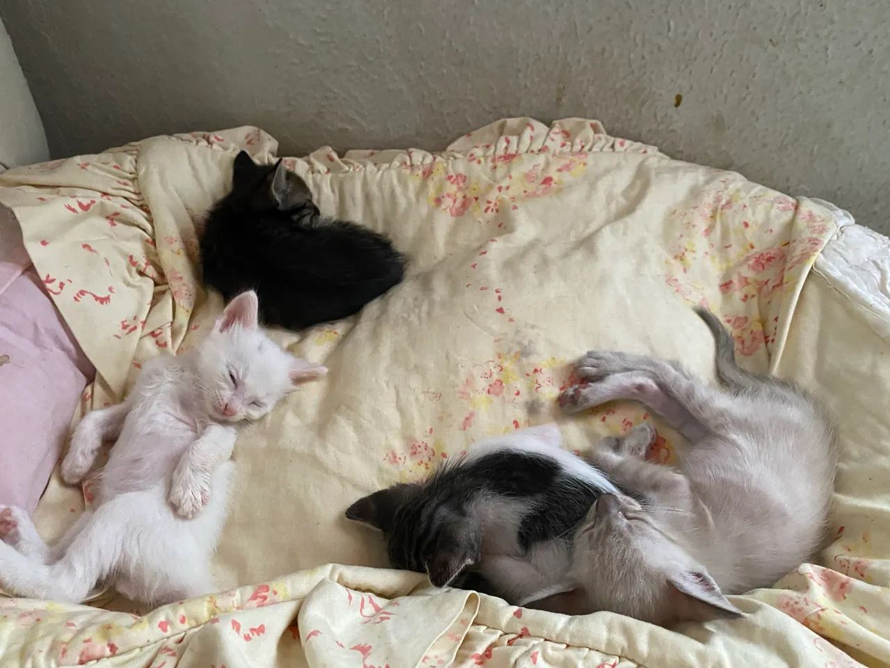 Gatinhos para doação  - Foto 3
