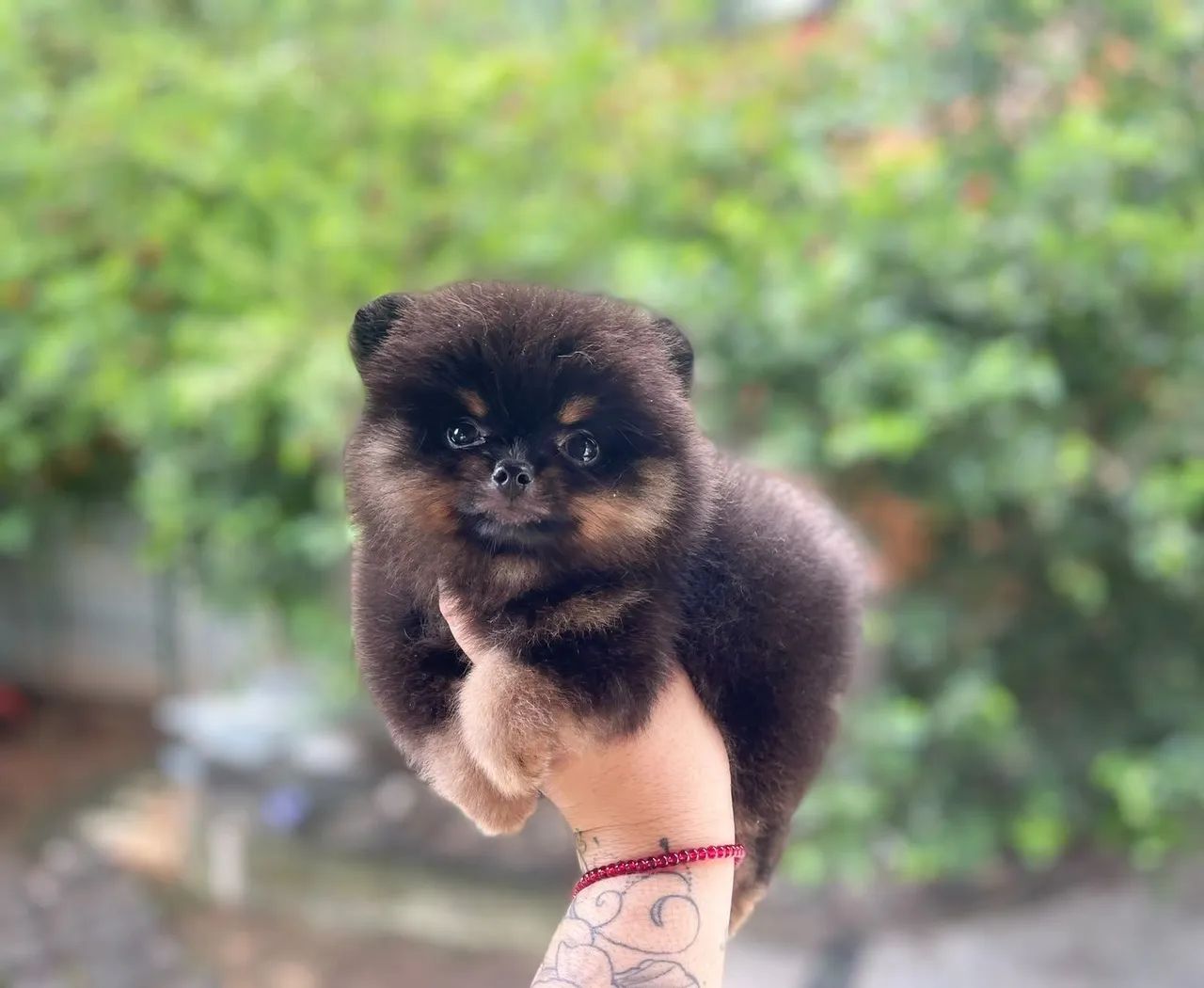 Lindo machinho de spitz com Pedigree e 2dose da vacina 