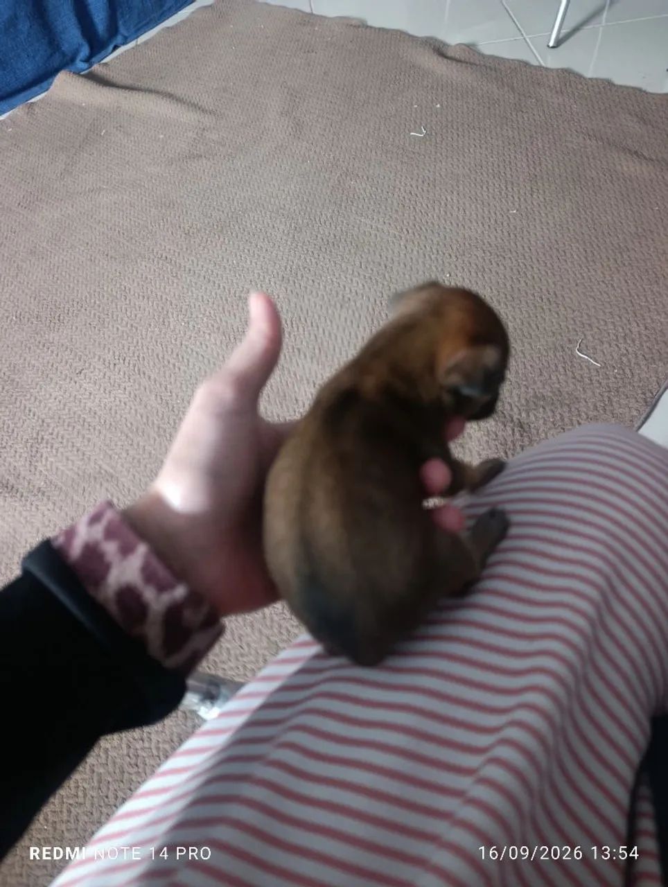 Pinscher macho  - Foto 3