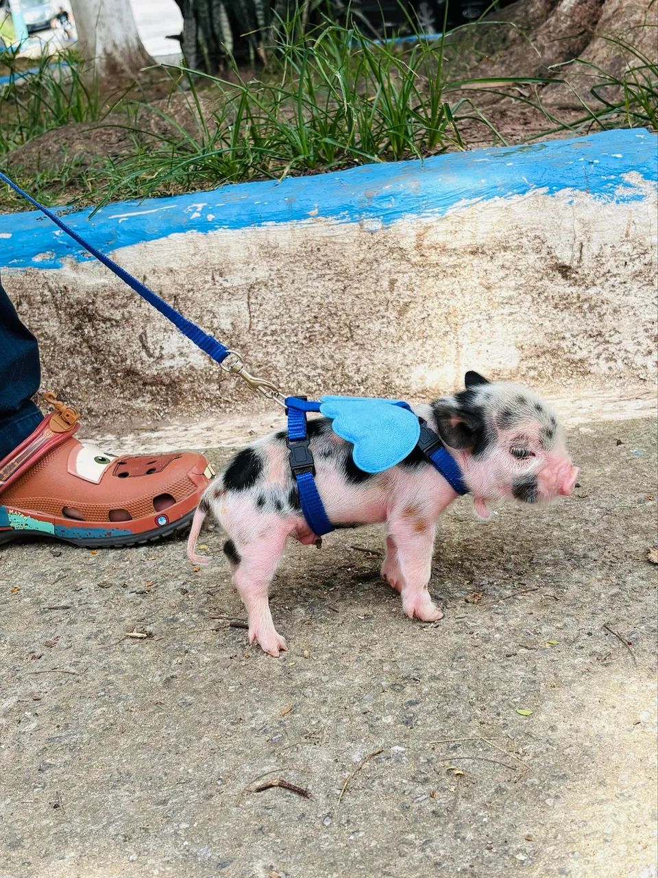 Filhotes de Mini Pig - Foto 2