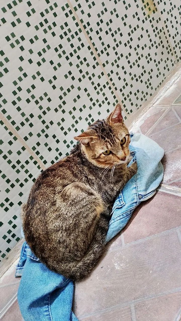 Gato