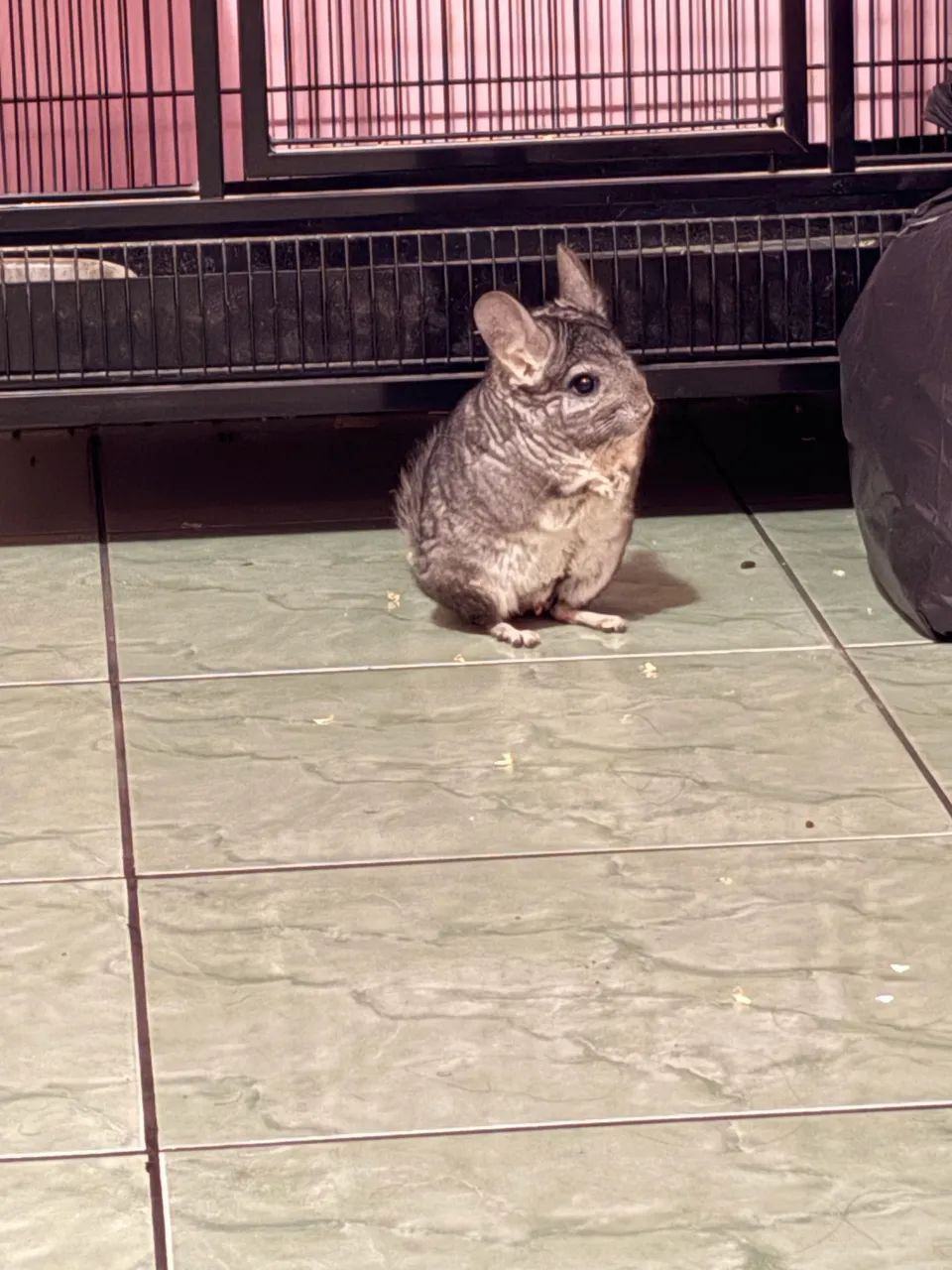 Chinchila